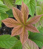 Rodgersia pinnata 'Maurice Mason'